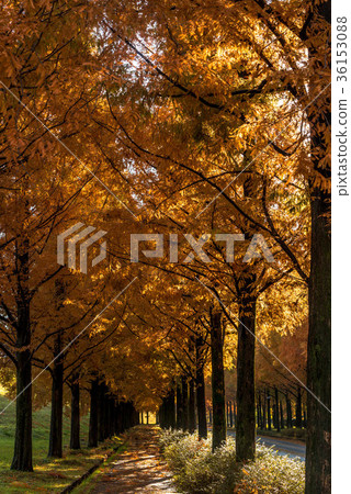 Yellow leaves of Metasequoia tree lined trees 36153088