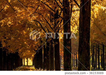 Yellow leaves of Metasequoia tree lined trees 36153089