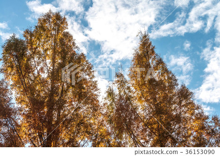 Yellow leaves of Metasequoia tree lined trees 36153090