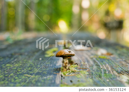 Forest mushrooms 36153124