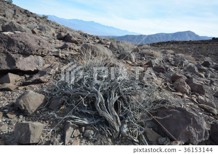 死亡谷植物 死亡谷植物 36153144
