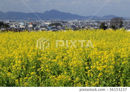 Road of the mountainside 36153237