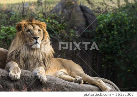 獅子抬頭 獅子抬頭 36153303