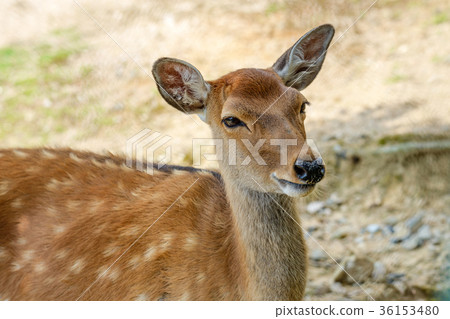 Sika deer Sika deer 36153480