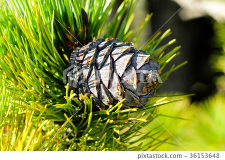 Siberian cedar cone on branch with green needles Siberian cedar cone on branch with green needles 36153648