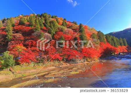 Kaarashii秋葉在晴朗的天氣下 36153829