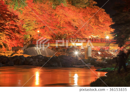 Light up of Kaarashii Autumn leaves (Tatsutsuki Bridge) 36153835
