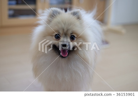 Pomeranian Pomeranian 36153901