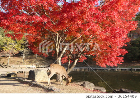 奈良公園秋葉和鹿 奈良公園秋葉和鹿 36154409