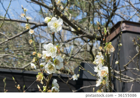 Kyoto, Japan, where plum gardens are covered with plum blossoms in the early spring season Kyoto, Japan, where plum gardens are covered with plum blossoms in the early spring season 36155086