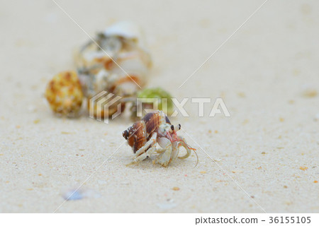 Miyakojima okayadokari 36155105