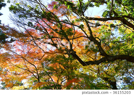 Mt. Takao秋葉 36155203