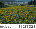 Sunflower field 36155324