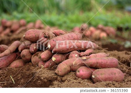 收穫紅薯 36155390