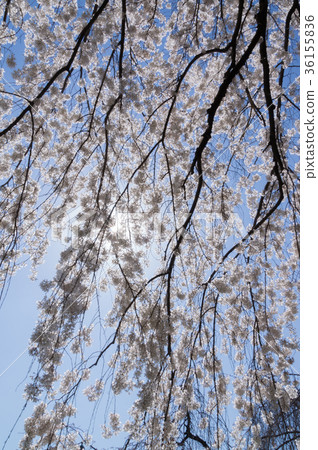櫻花在早期的春天，京都，日本 36155836