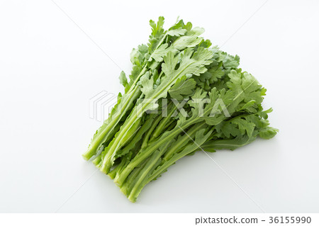 食用菊花 食用菊花 36155990