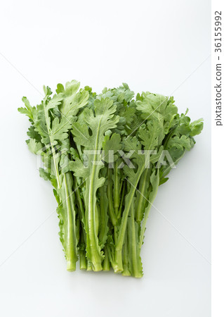 食用菊花 36155992