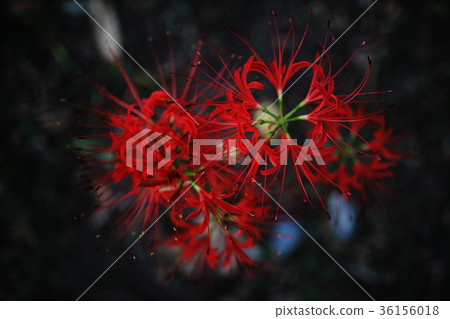 Cluster of flowers with shallow squeezing Cluster of flowers with shallow squeezing 36156018