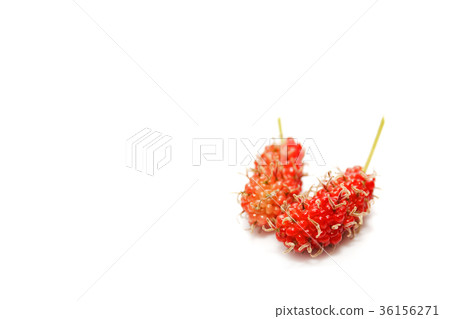 Mulberry on whith background. 36156271