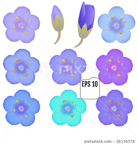 colorful primula flowers isolated. Vector colorful primula flowers isolated. Vector 36156578