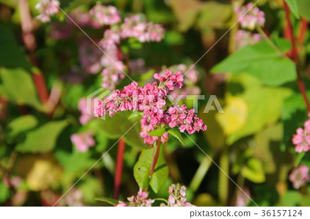 紅色的花朵 紅色的花朵 36157124