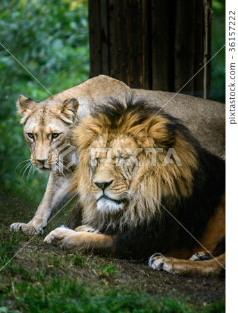 Pair Barbery lion 36157222