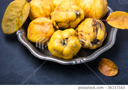 harvest of quince. harvest of quince. 36157383