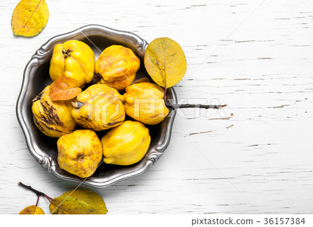 harvest of quince. harvest of quince. 36157384