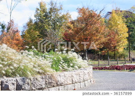 Autumn park Benisetum Hanaho 36157899