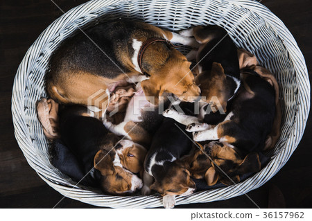 Beagle family sit in basket Beagle family sit in basket 36157962