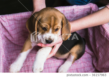 Female hands hold the beagle puppy Female hands hold the beagle puppy 36157963