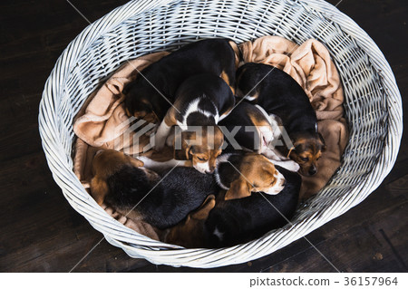 Six beagle puppies lay in big basket Six beagle puppies lay in big basket 36157964