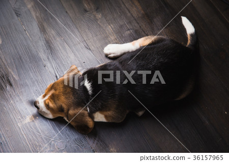 Beagle laying on the floor Beagle laying on the floor 36157965