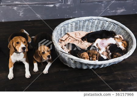Beagle family sitting in the studio Beagle family sitting in the studio 36157966