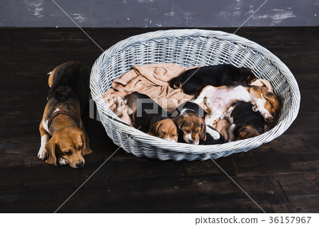 Six beagle puppies with mother dog Six beagle puppies with mother dog 36157967