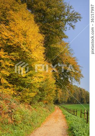 Hiking trail, Odenthal, Germany Hiking trail, Odenthal, Germany 36157997