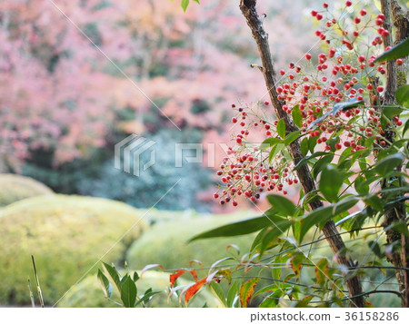 南方的天空 36158286