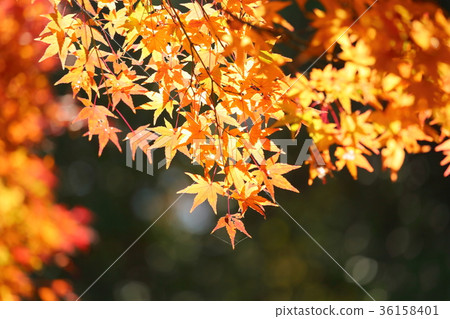 Autumn park Shining maple 36158401