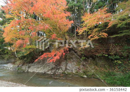 Maple Road (Futtsu City) Maple Road (Futtsu City) 36158442
