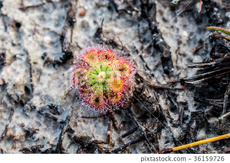 close up Drosera burmannii Vahl with dew close up Drosera burmannii Vahl with dew 36159726
