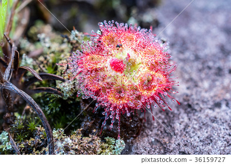 close up Drosera burmannii Vahl with dew 36159727