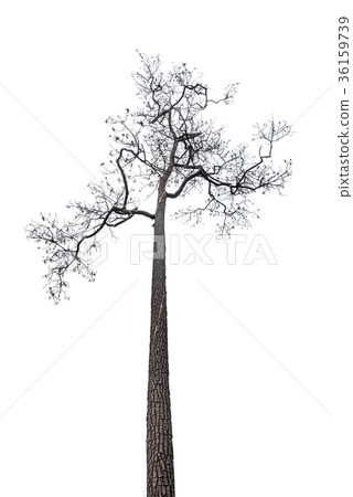 Single old and leafless tree isolated Single old and leafless tree isolated 36159739