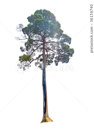 Isolate big tree on white background. 36159740