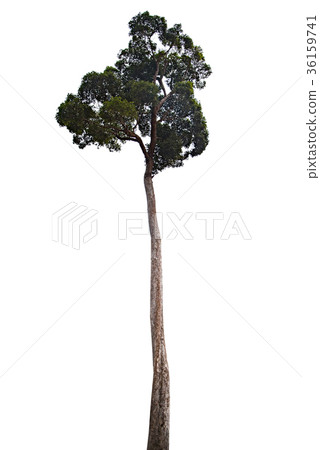 Isolate big tree on white background. 36159741