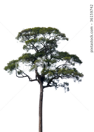 Isolate big tree on white background. 36159742