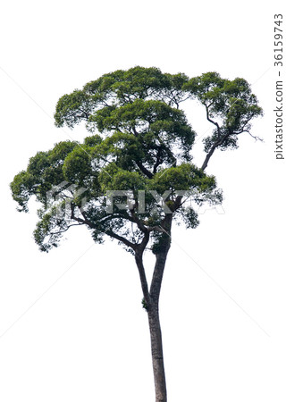 Isolate big tree on white background. 36159743