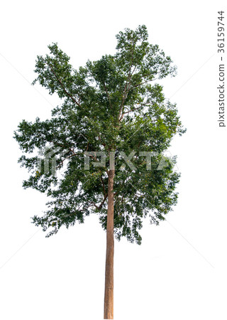 Isolate big tree on white background. 36159744