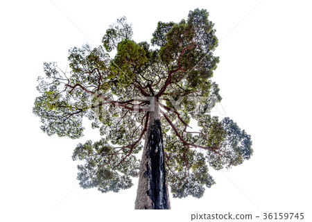 Isolate big tree on white background. 36159745