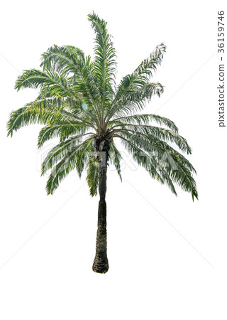 Green beautiful palm tree isolated  36159746