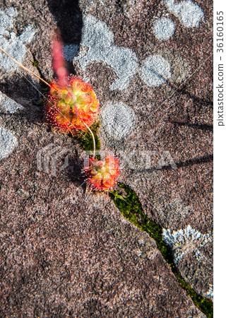 close up Drosera burmannii Vahl with dew 36160165